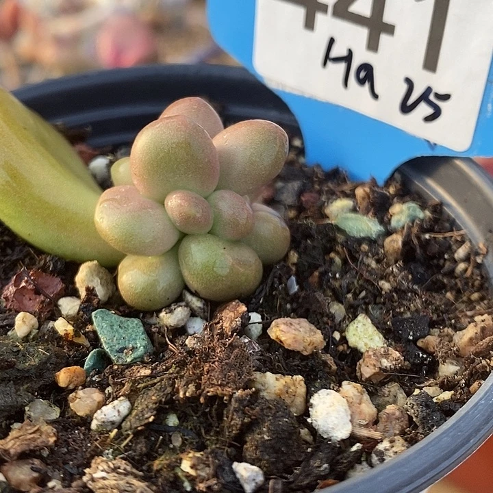 H*441号芒果奶带锦的朵朵多肉