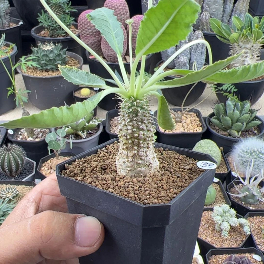 新种琉桑实生一物一拍带盆发