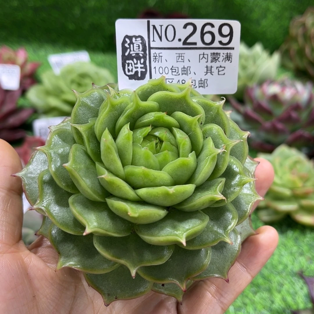 269………………………………海胆珍妮