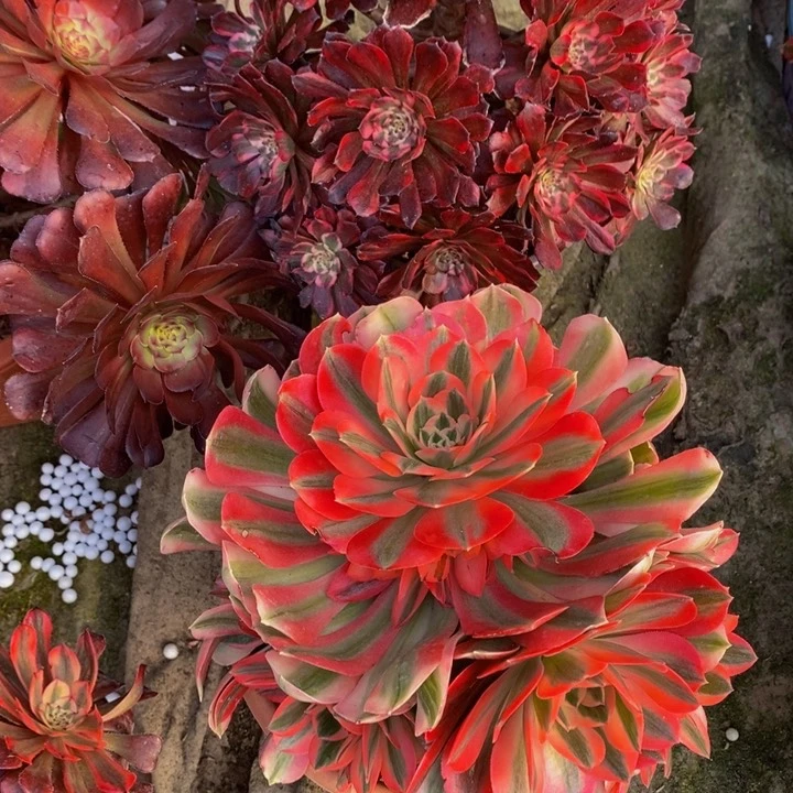 明**好粉女巫加鸿福伦一组多肉植物