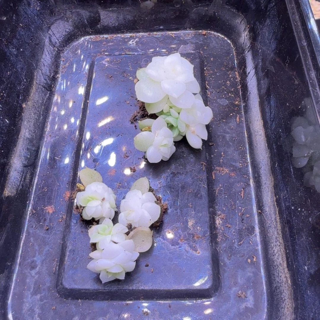王***万67号4颗C11寄养一物一拍