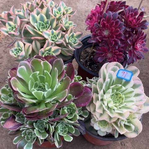 098多肉植物组合