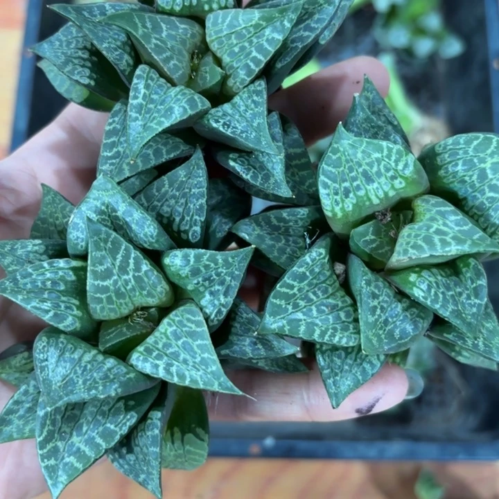 三颗裸根狮子舞多肉植物