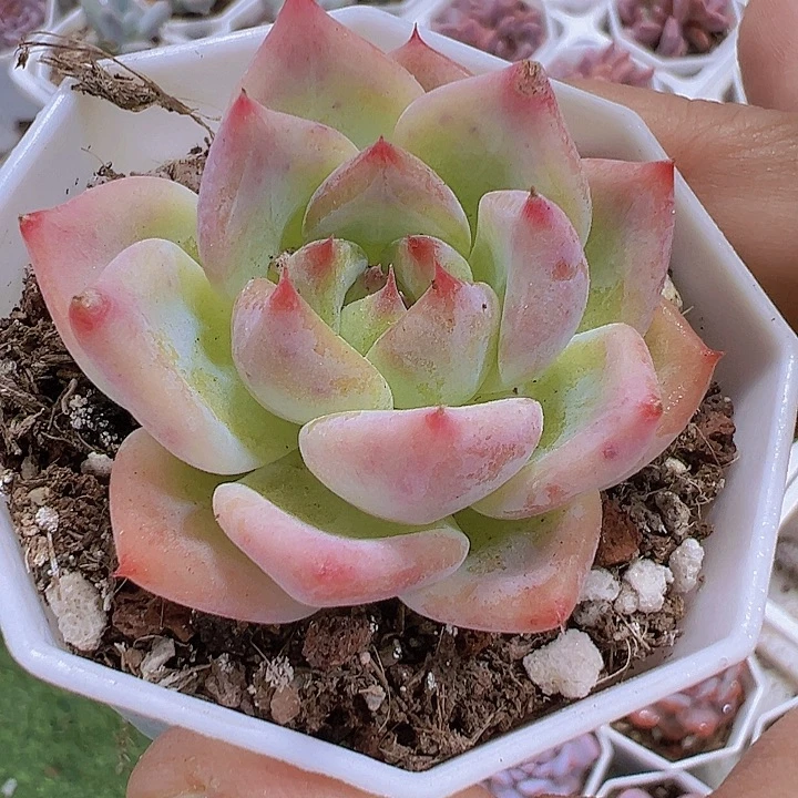 白拉糖19包邮多肉植物