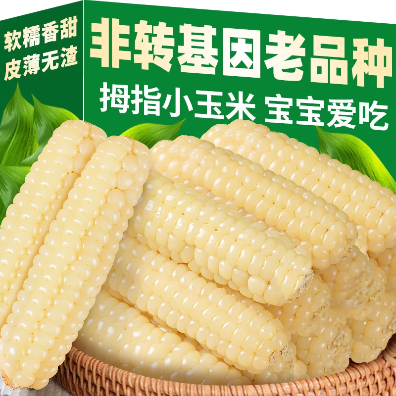 云南西双版纳拇指玉米香糯手指小玉米棒甜新鲜糯玉米真空包装代餐
