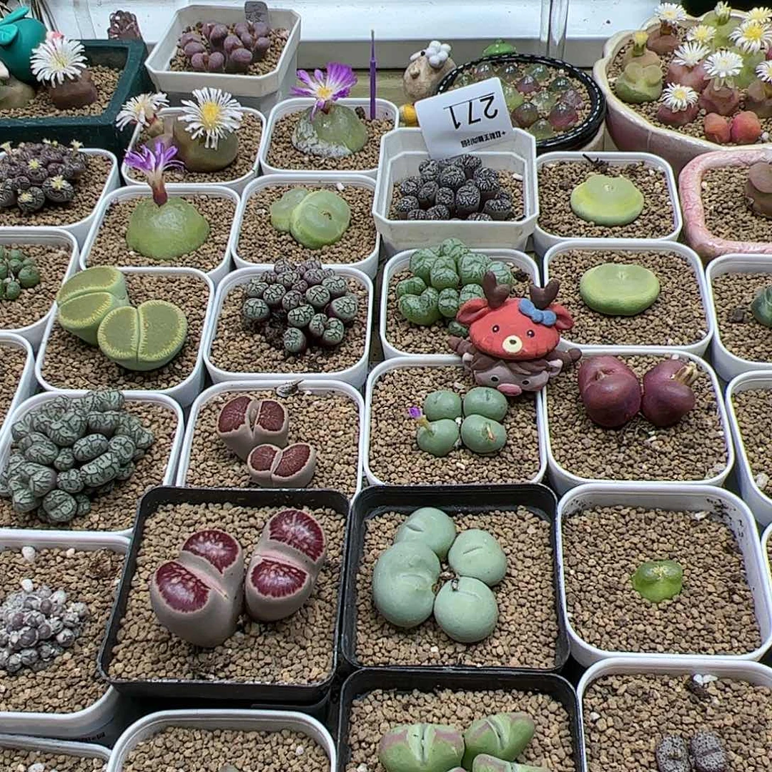 【闪购商品】C*寶275 减券