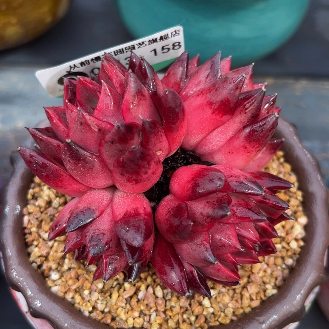 从前慢多肉精选编号0213.158