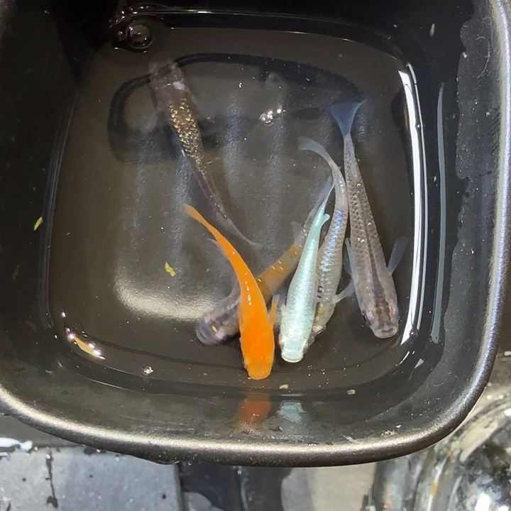 青鳉鱼31号拍品混搭