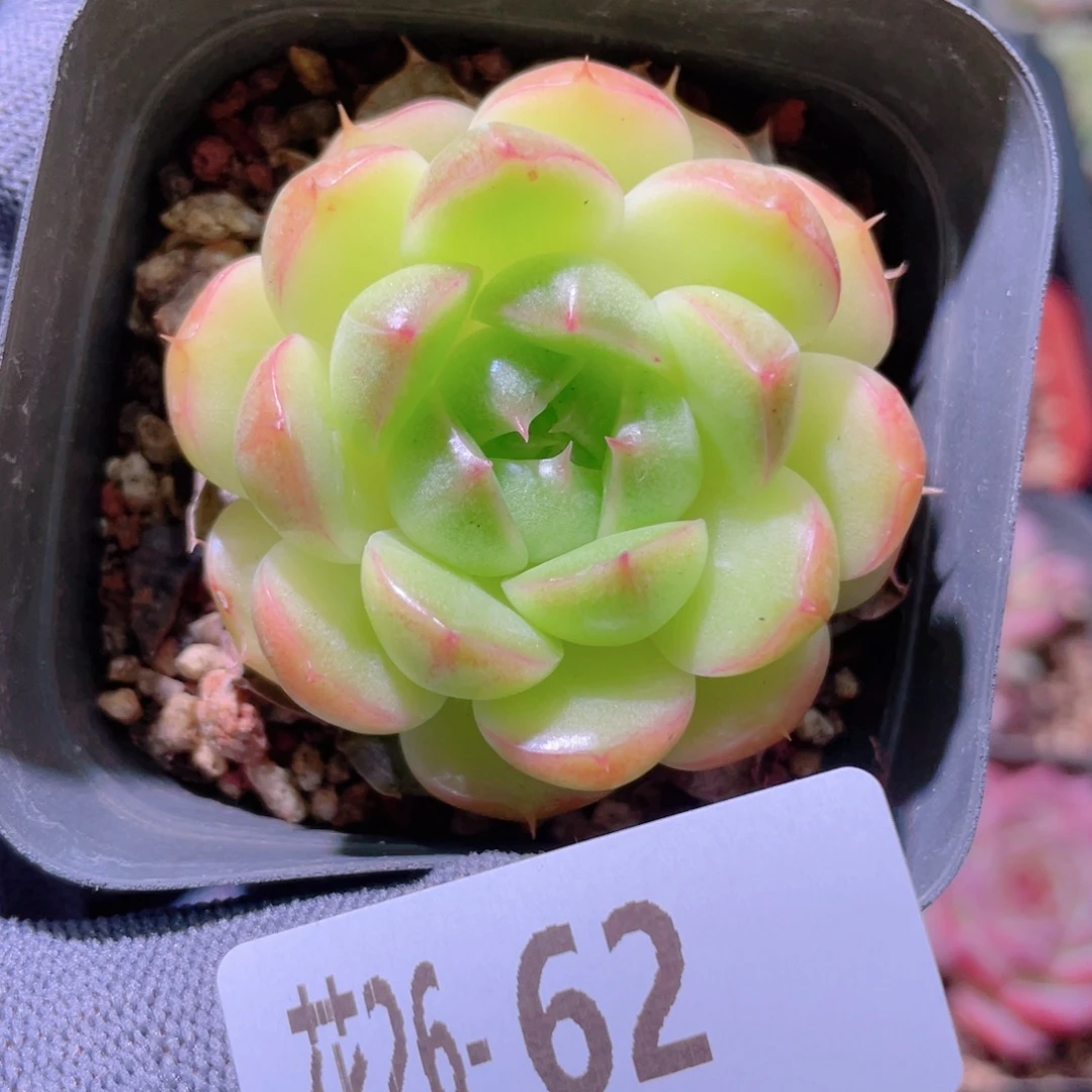 花利美26-62海王