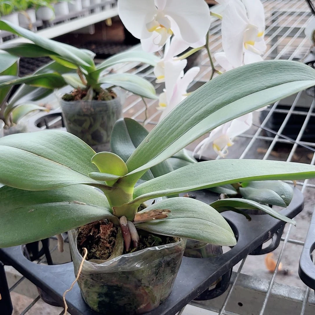 蝴蝶兰大白花后苗有叶损不包售后1颗