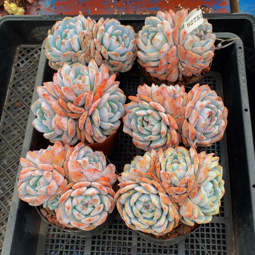 92752六个嗯嗯嗯嗯嗯嗯好喜欢