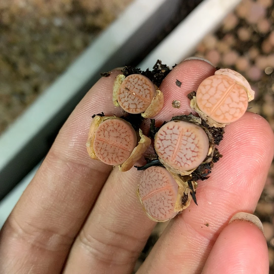 J424多肉植物保护
