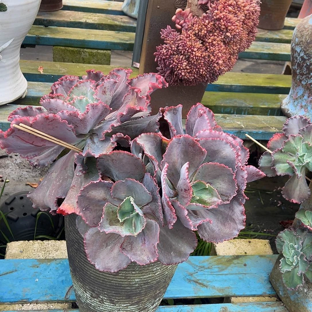 蓝色妖姬裸根发货。