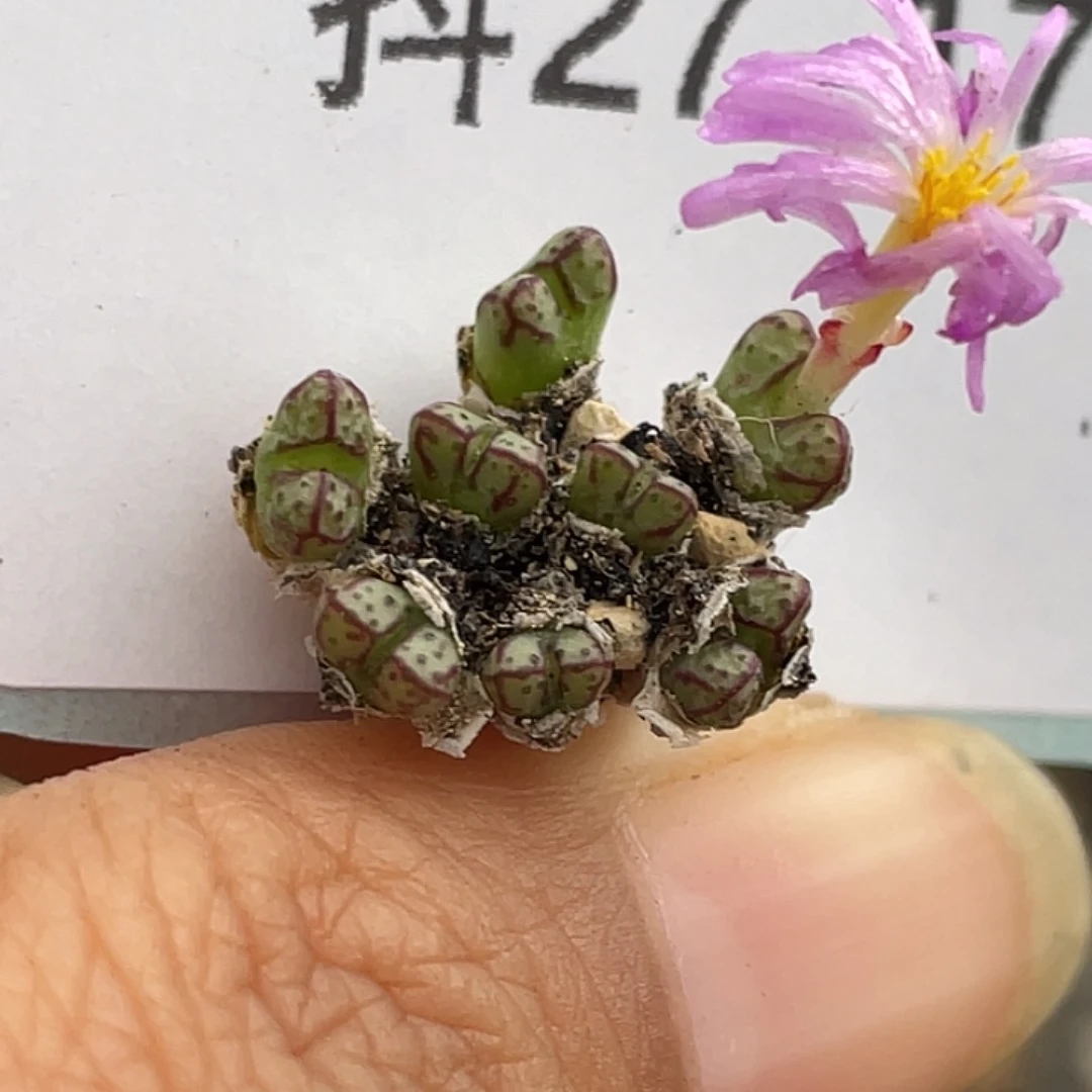 27-17小t多肉植物