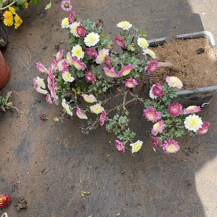 枣***50菊花菊花菊花菊花