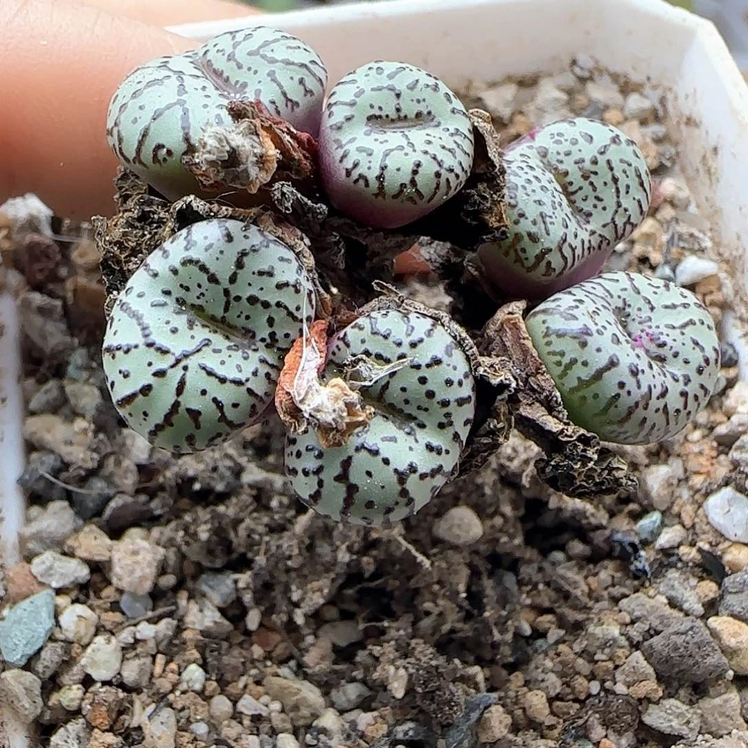 목***란哈哈哈哈哈哈哈哈42518