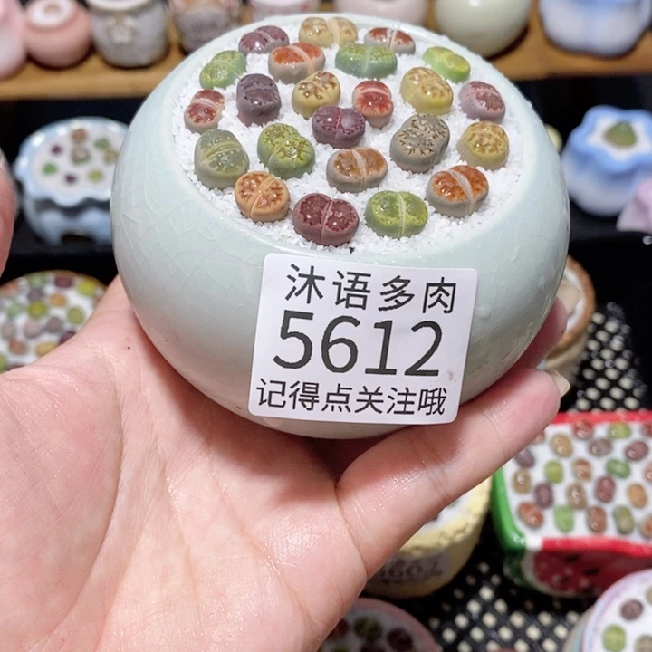 带盆土植物 一物一拍5612