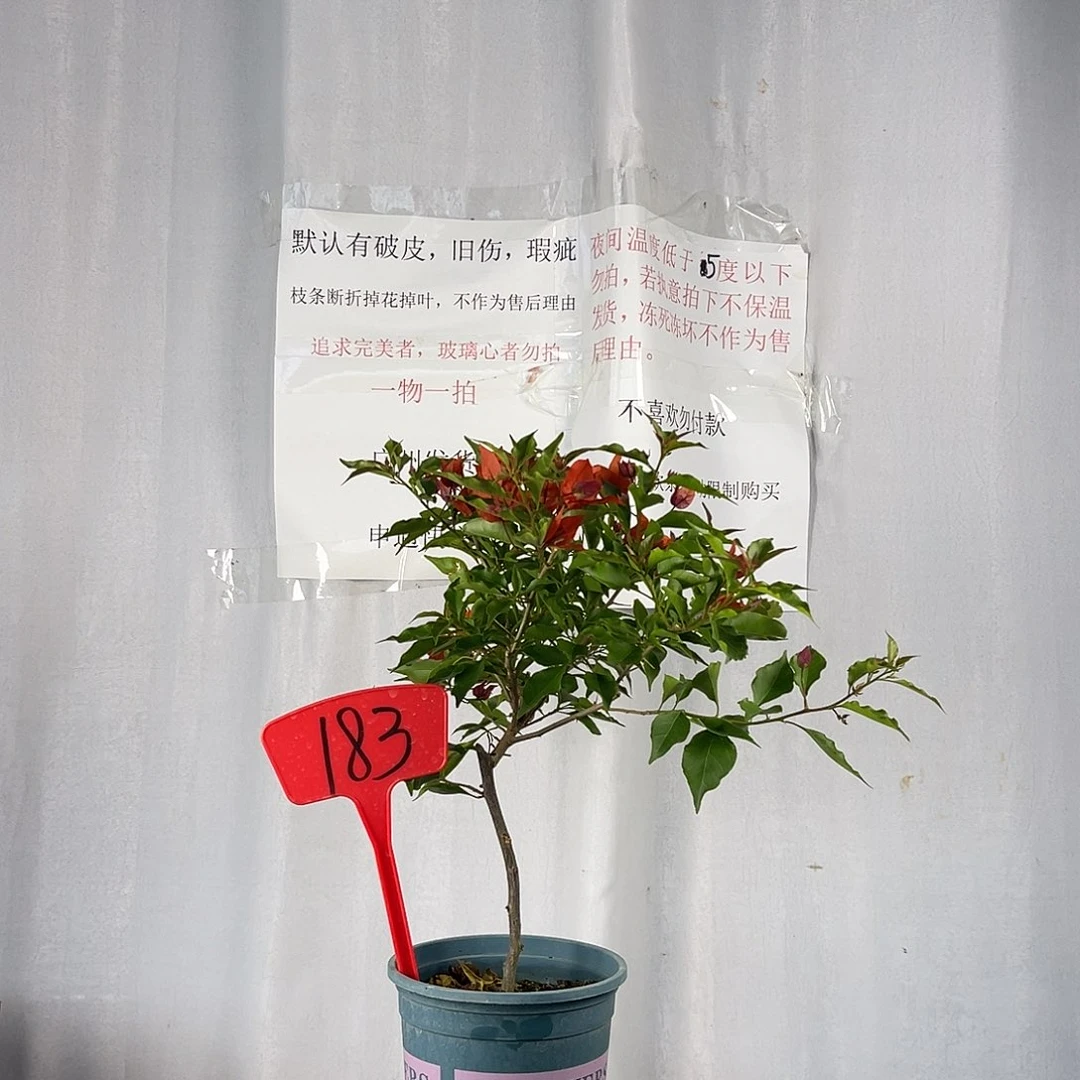 大部分花苞少量开放183热火桑巴盆苗