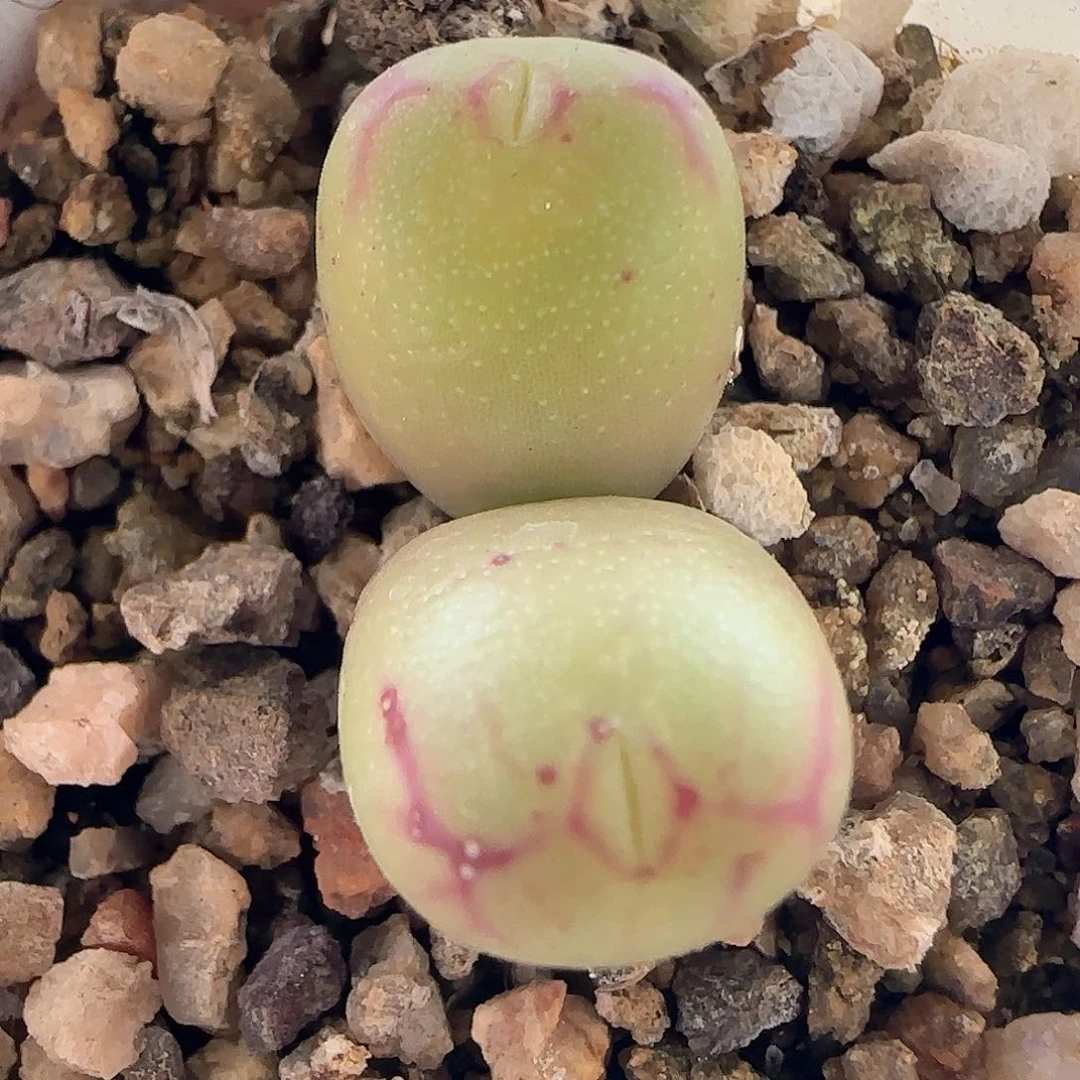 脱土年后发货23722