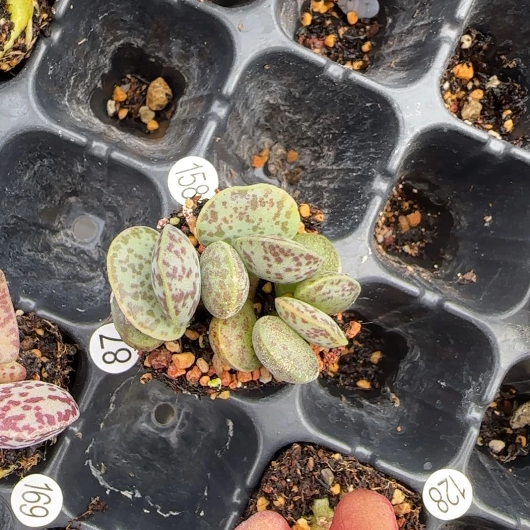 花蛋水泡多肉植物158