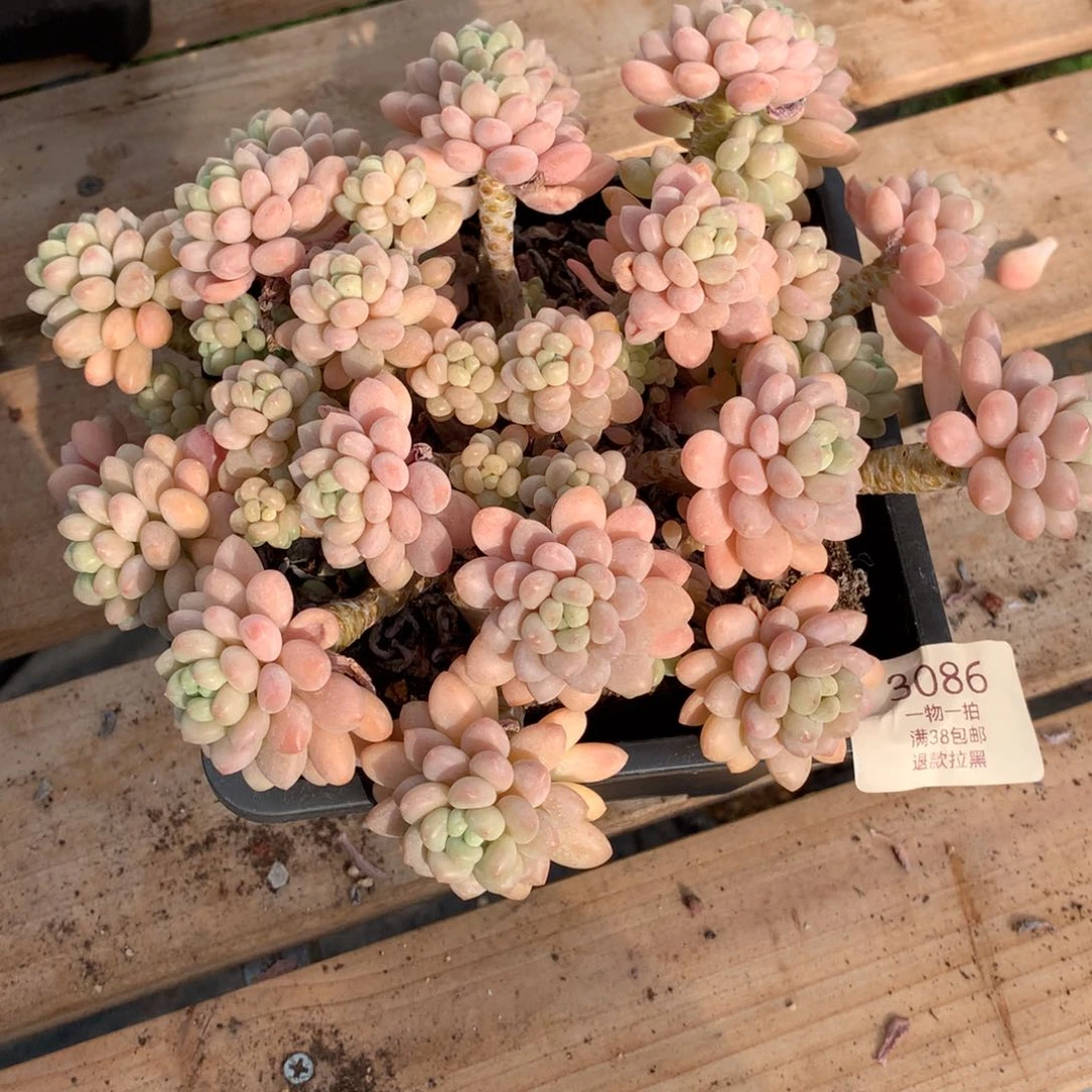 20厘米群生洛可可2086