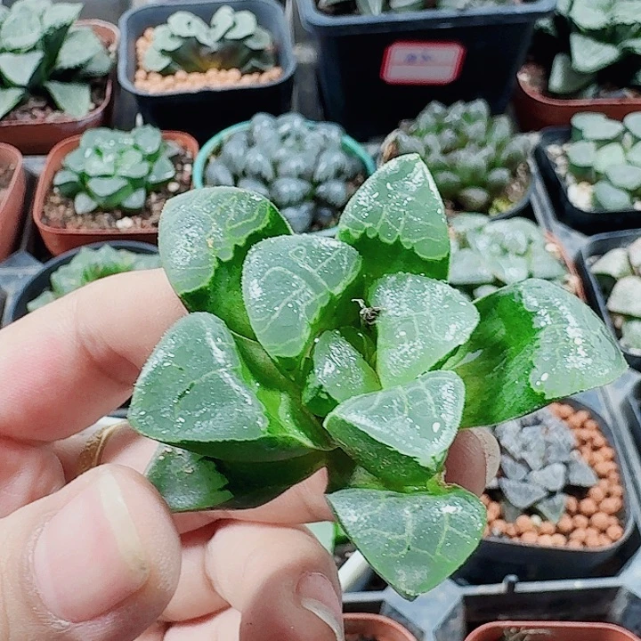 秋***华无花朵十二卷 祥云 无根福利