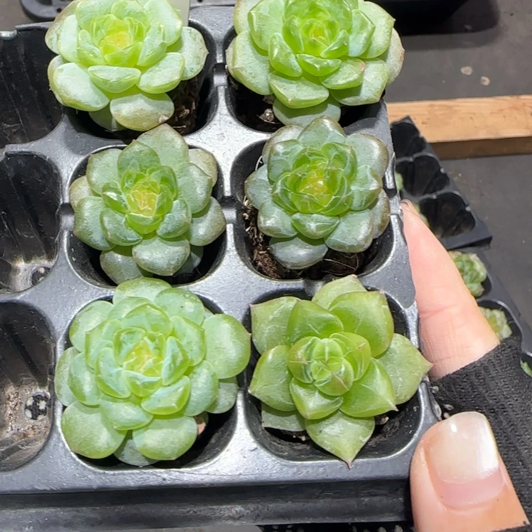 122满38包邮➗偏远发货后不退货退款