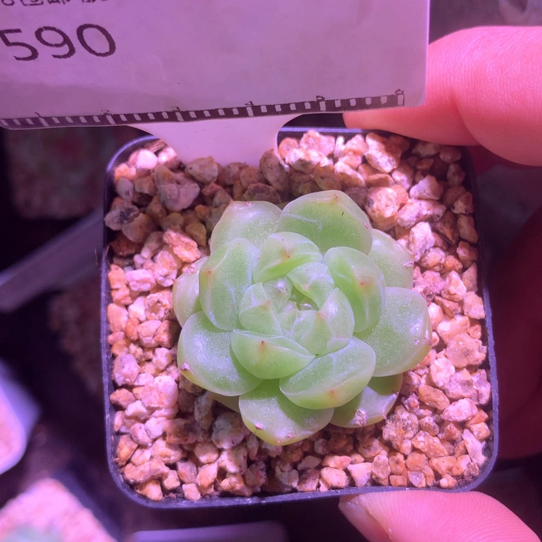 珍妮优选精品多肉58包邮