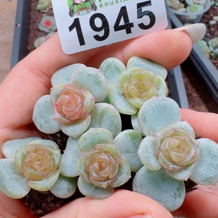 多肉植物多肉植物