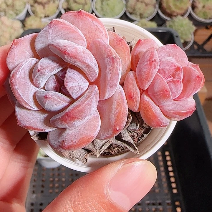 1115------93石榴籽星影双头