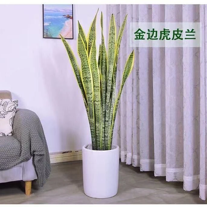 大型金边虎皮兰大颗特大号懒人室内植物客厅观叶四季绿植盆栽