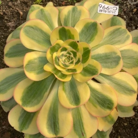 996王妃满25包邮多肉