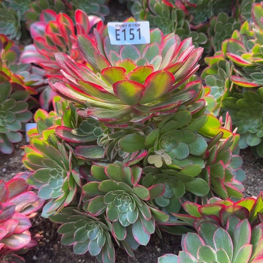 151粉花妖。多肉植物