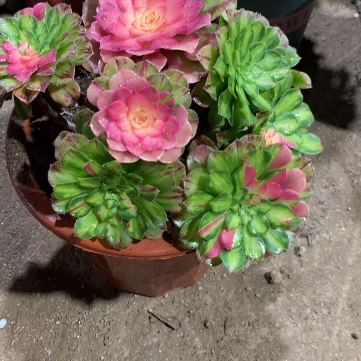 折***筝632知否多肉植物特价