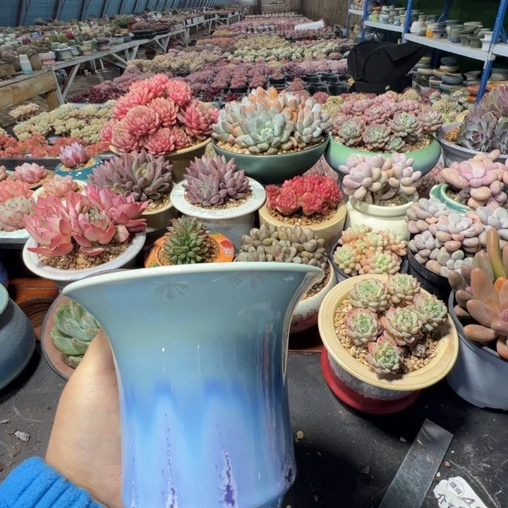 特价花盆满50发货内口12