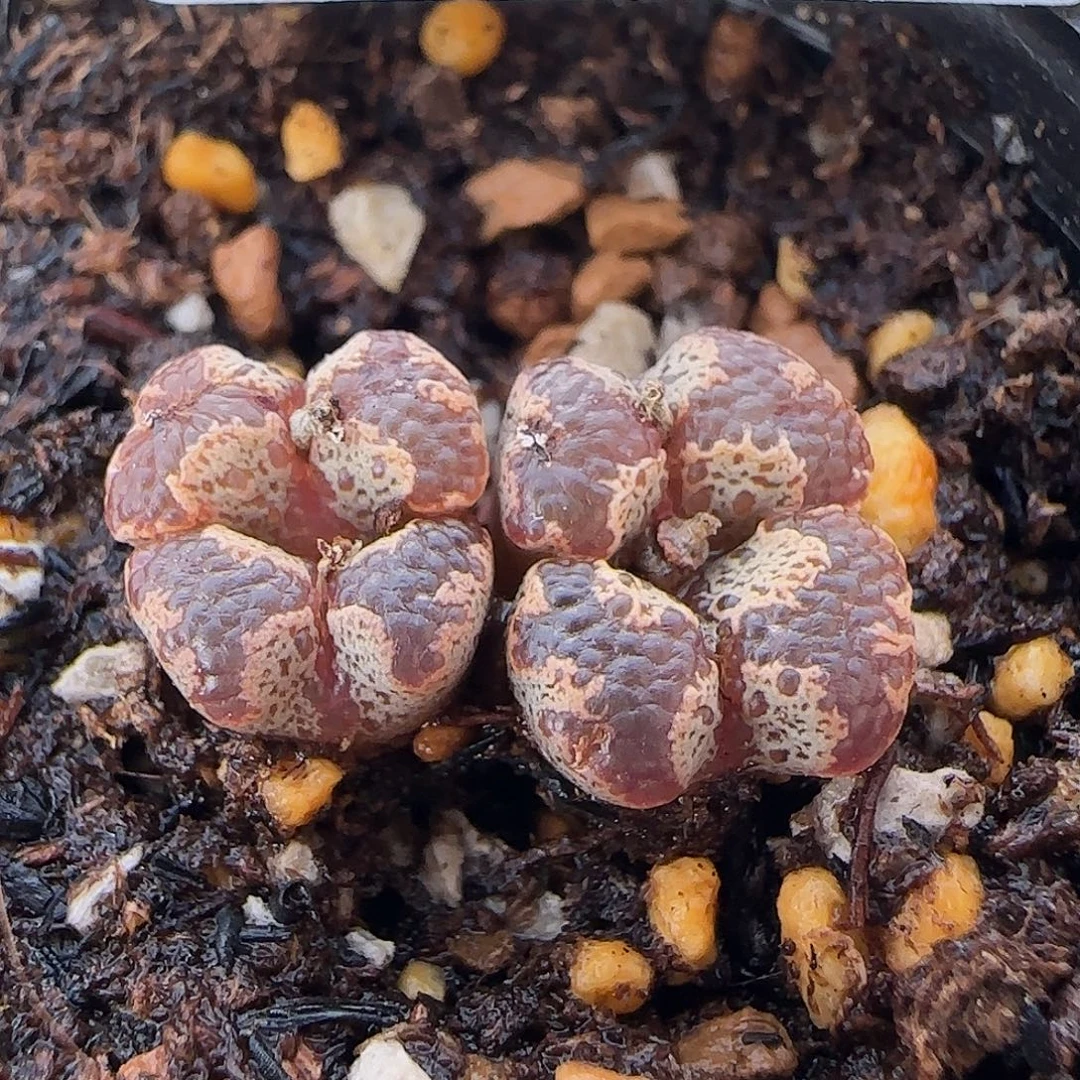 9036。默认脱土。18包邮。偏远88包邮