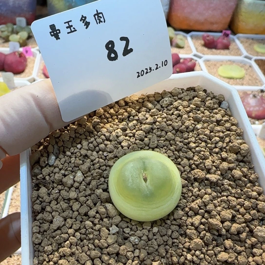 /****多肉多肉多肉2.10-082