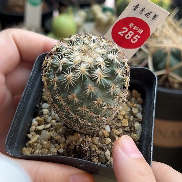 实生伊莎贝拉娇丽4.1cm