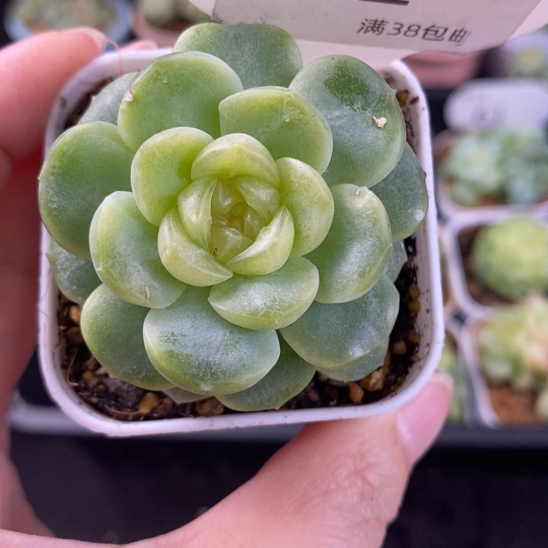 无尽灯单头一颗62号