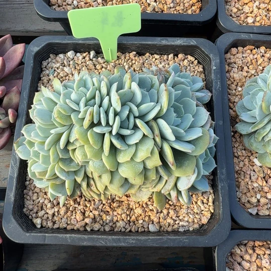 捞林缀化11111111111111111