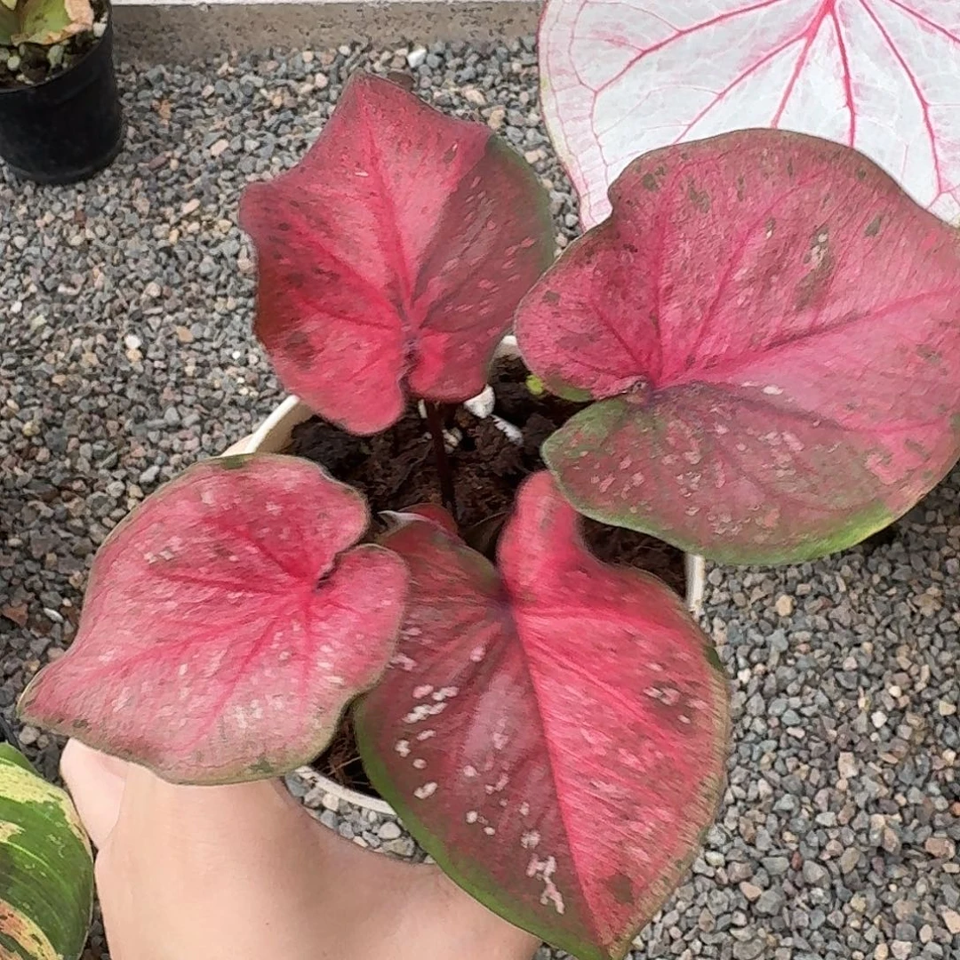 完全开放227粉红毒药