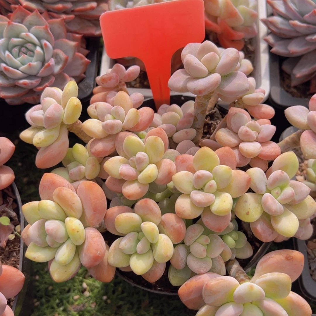 香玉的故事是一个人的故事吗