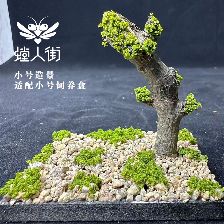 昆虫饲养盒造景真树枝微景观一物一拍