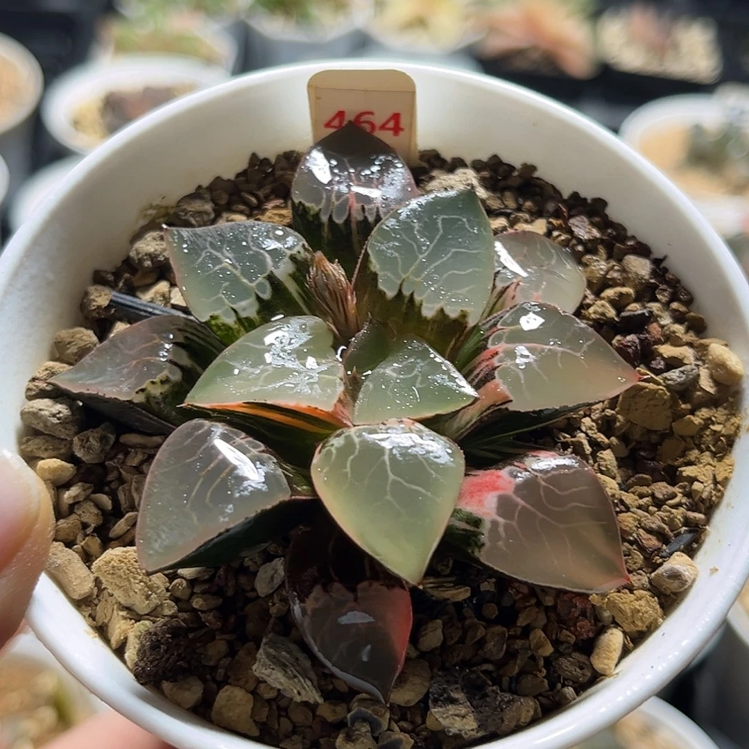 464火凤凰克锦福利福利