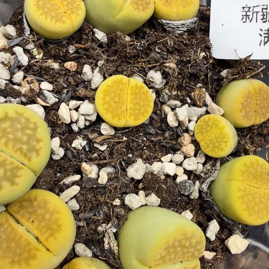 是因为她没有那么想过一284