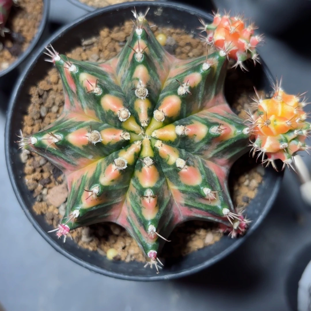 泰系米哈仙人球实生母本13号