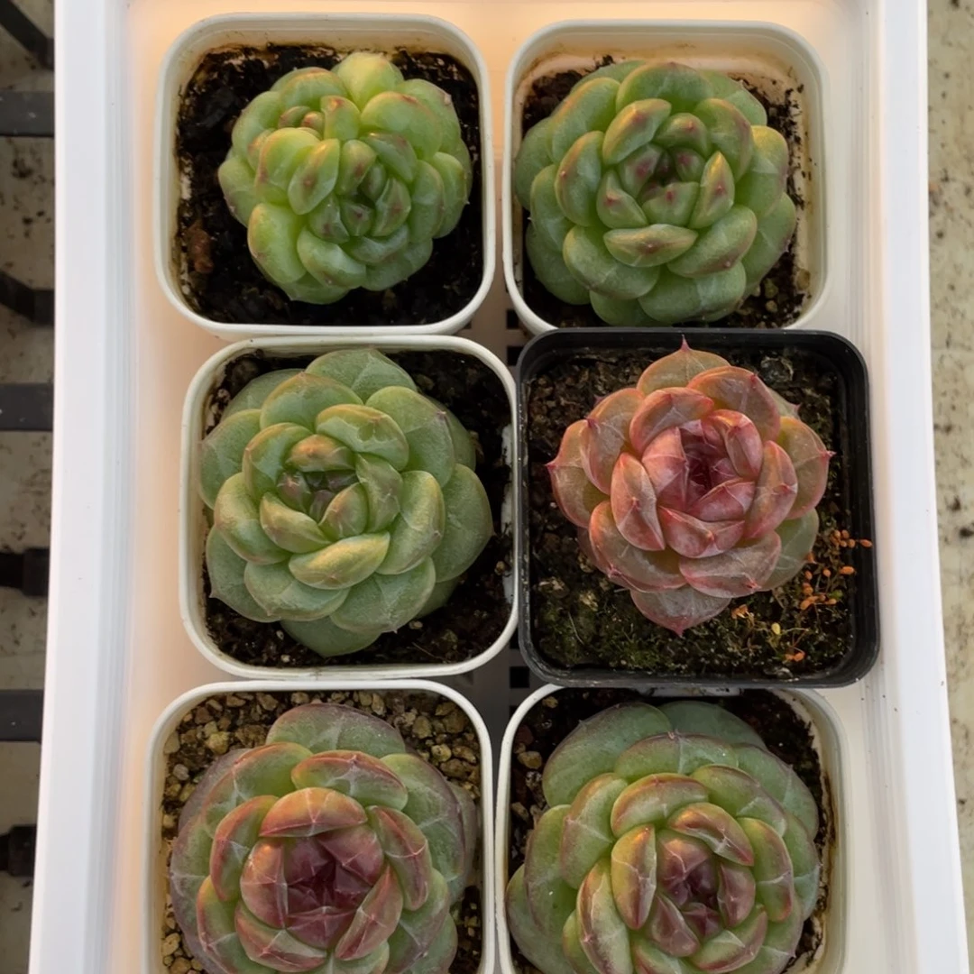 明***晴糕大上多肉植物399