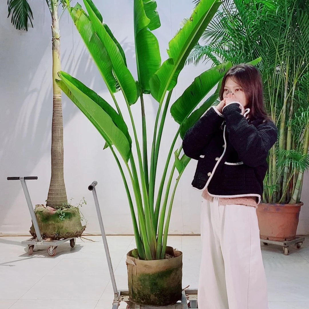 a****o56786546777546