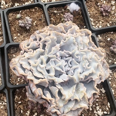 白饺子皮2000000000