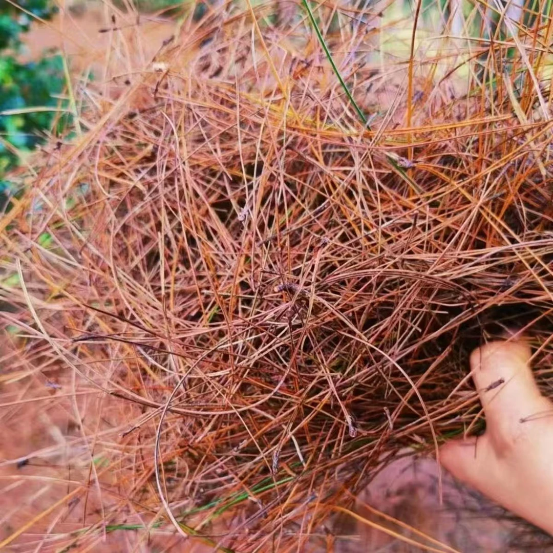 自然风干松针松果马尾松干松树叶花卉兰花多肉植物土花盆垫底松